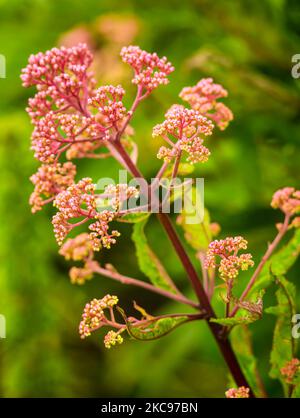 Eine vertikale Nahaufnahme von blühenden, rosa süßen joe-pye-Weed-Blüten Stockfoto