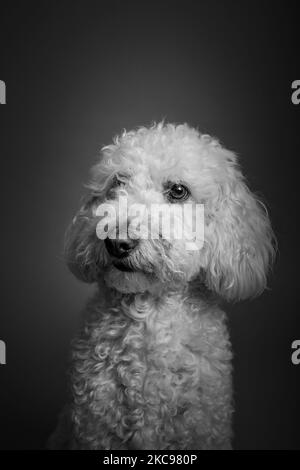 Eine vertikale Aufnahme eines niedlichen flauschigen Cockapoo-Hundes, der auf einem grauen Hintergrund zur Seite schaut Stockfoto