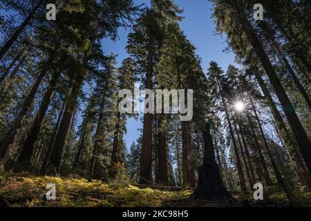 Ein Spaziergang durch die Redwoods von Tuolumne Grove. Stockfoto