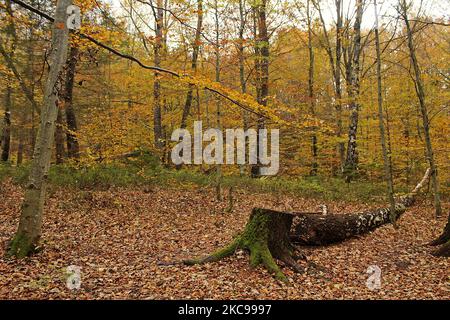 Ein gefallener Zwergbuchenstamm, der im Herbst in einem Wald mit Moos bedeckt ist Stockfoto