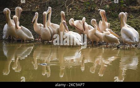 Rosy Pelican in der Nähe eines Teiches im Assam State Zoo, in Guwahati, Indien, am 14. Februar 2021. (Foto von David Talukdar/NurPhoto) Stockfoto