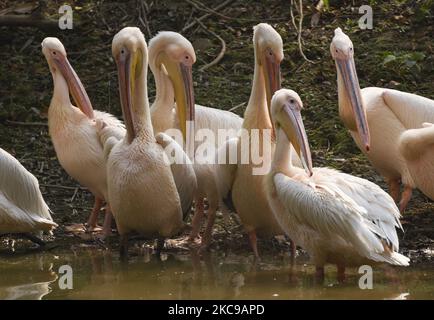 Rosy Pelican in der Nähe eines Teiches im Assam State Zoo, in Guwahati, Indien, am 14. Februar 2021. (Foto von David Talukdar/NurPhoto) Stockfoto