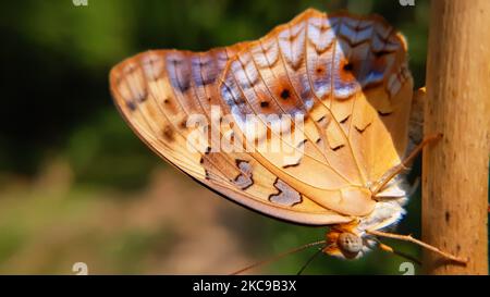 Nahaufnahme der Schmetterlingsflügel der Lepidoptera. Phalanta phalantha, der gemeine Leopard oder gefleckt rustikal Stockfoto