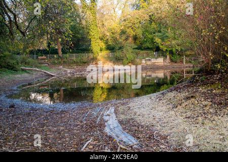 Wendover, Buckinghamshire, Großbritannien. 4.. November 2022. Der Wasserstand im Hampden Pond in Wendover ist drastisch gesunken. Die Wendover HS2 Mitigation Action Group hat bereits ihre Bedenken über die Bauarbeiten HS2 geäußert. Sie glauben, dass der Cutting and Green Tunnel von HS2 bei Wendover voraussichtlich schwere Schäden am Kalkwasserleiter verursachen wird. HS2 hat im Mai dieses Jahres eine CCTV-Untersuchung des Teichs durchgeführt, aber es war nicht bekannt, welche Ergebnisse es gibt und warum der Teichwasserstand so niedrig ist. Quelle: Maureen McLean/Alamy Live News Stockfoto