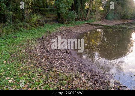 Wendover, Buckinghamshire, Großbritannien. 4.. November 2022. Der Wasserstand im Hampden Pond in Wendover ist drastisch gesunken. Die Wendover HS2 Mitigation Action Group hat bereits ihre Bedenken über die Bauarbeiten HS2 geäußert. Sie glauben, dass der Cutting and Green Tunnel von HS2 bei Wendover voraussichtlich schwere Schäden am Kalkwasserleiter verursachen wird. HS2 hat im Mai dieses Jahres eine CCTV-Untersuchung des Teichs durchgeführt, aber es war nicht bekannt, welche Ergebnisse es gibt und warum der Teichwasserstand so niedrig ist. Quelle: Maureen McLean/Alamy Live News Stockfoto