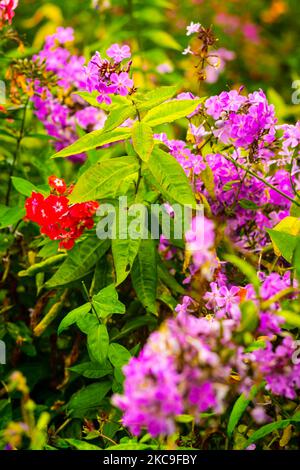 Die schönen roten und rosa Phlox Blumen umgeben von Blättern Stockfoto