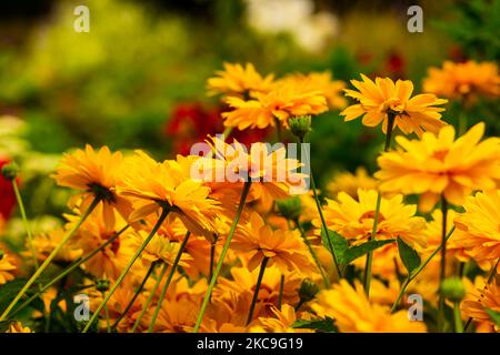 Die lebhaften Pot-Ringelblumen auf einem natürlichen, unscharfen Hintergrund Stockfoto