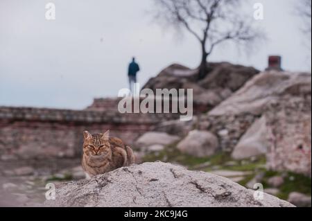 CAT ruht am 18. 2021. Januar auf einem Stein auf dem Berg Nebet Tepe in Plovdiv, Bulgarien. Plovdiv ist die zweitgrößte Stadt Bulgariens und war 2012 die Kulturhauptstadt Europas. Es ist eine der ältesten Städte Europas, die es noch gibt. Bereits 4000 v. Chr. gab es Siedlungen. (Foto von Denislav Stoychev/NurPhoto) Stockfoto