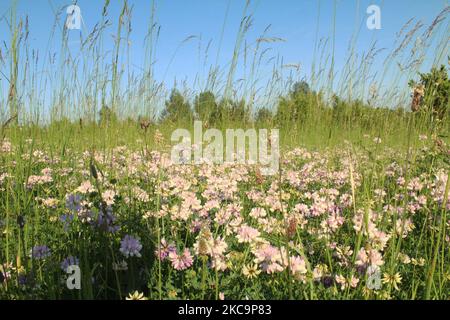 Die schöne Crownvetch blüht auf einem grünen Feld Stockfoto