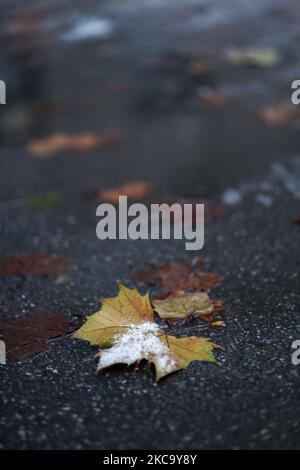 Eine vertikale Aufnahme von heruntergefallenen Blättern mit Schnee auf dem nassen Asphalt auf einem verschwommenen Hintergrund Stockfoto