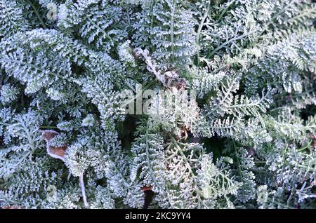 Raureif auf Pflanzen am frühen Morgen. Der erste Herbstfrost. Kann als natürlicher Hintergrund verwendet werden. Stockfoto