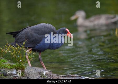 Ein Pukeko (Porphyrio melanotus) im Groynes Park in Christchurch, Neuseeland, am 27. Februar 2021.inÂ Â (Foto: Sanka Vidanagama/NurPhoto) Stockfoto