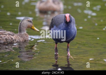 Ein Pukeko (Porphyrio melanotus) im Groynes Park in Christchurch, Neuseeland, am 27. Februar 2021.inÂ Â (Foto: Sanka Vidanagama/NurPhoto) Stockfoto