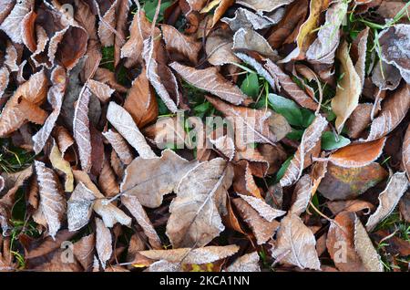 Reif auf trocken gefallenen Blättern am frühen Morgen, Nahaufnahme. Der erste Herbstfrost. Kann als natürlicher Hintergrund verwendet werden. Stockfoto