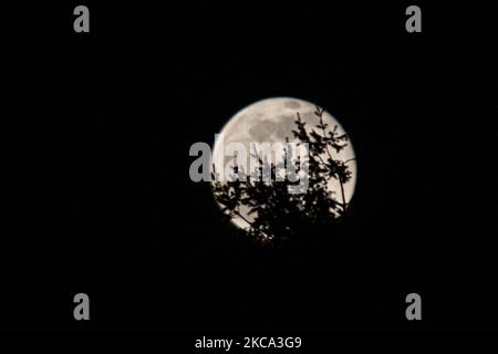 Der Schneemon vom 2021. Februar erhebt sich hinter Bäumen in einem Park. Der Vollmond des Erdsatelliten, wie er das Mondlicht am Nachthimmel Europas erhellt. Der Vollmond im Februar, der traditionell als Schneemond bezeichnet wird, steigt über Eindhoven in den Niederlanden auf. Eindhoven, Niederlande am 27. Februar 2021 (Foto von Nicolas Economou/NurPhoto) Stockfoto
