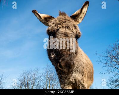 Ein Esel schaut während eines sehr warmen Tages in den Niederlanden, am 21.. Februar 2021, auf die Kamera. (Foto von Romy Arroyo Fernandez/NurPhoto) Stockfoto