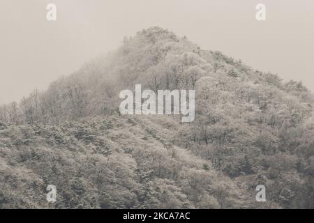 Ein schwerer schneebedeckter Berg am Berg Gubyeongsan in Hwaryeong, Südkorea. Bei Verkehrsunfällen, die durch starken Schneefall im Nordosten des Landes verursacht wurden, wurde eine Person getötet und 94 weitere verletzt, sagten die Behörden am Dienstag. Nach Angaben des Zentralen Hauptquartiers für Katastrophenschutz (CDSCH) wurden ab 6 Uhr 53 Unfälle auf verschneiten Straßen gemeldet, nachdem die Provinz Gangwon 10-20 Zentimeter Schnee im Landesinneren und bis zu 77,6 cm in den Bergen erhalten hatte. (Foto von Seung-il Ryu/NurPhoto) Stockfoto