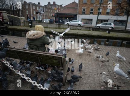 Eine Frau füttert Vögel am Canale Grande im Gebiet Portobello in Dublin während der Covid-19-Sperre der Stufe 5. Am Mittwoch, den 3. März 2021, in Dublin, Irland. (Foto von Artur Widak/NurPhoto) Stockfoto