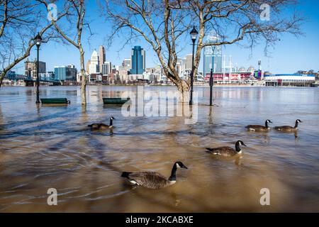 Gänse schwimmen an den Ufern des Ohio River entlang, während der Wasserstand weiter steigt und einige Straßen und Geschäfte in einigen niedrig gelegenen Gebieten entlang der nach Tagen des Regens gefüllten lokalen Wasserstraßen über ihre Ufer schließen, Donnerstag, 4. März 2021, in Cincinnati, Ohio, USA. (Foto von Jason Whitman/NurPhoto) Stockfoto