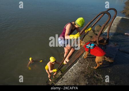 Ein Hund beobachtet Schwimmer, die beim Half Moon Swimming and Water Polo Club, der sich an der Great South Wall in Dublin befindet, während der Covid-19-Sperre auf Stufe 5 aus dem Meer kommen. Am Sonntag, den 7. März 2021, in Dublin, Irland. (Foto von Artur Widak/NurPhoto) Stockfoto