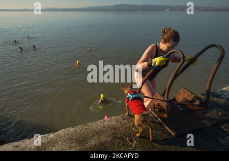 Ein Hund beobachtet Schwimmer, die beim Half Moon Swimming and Water Polo Club, der sich an der Great South Wall in Dublin befindet, während der Covid-19-Sperre auf Stufe 5 aus dem Meer kommen. Am Sonntag, den 7. März 2021, in Dublin, Irland. (Foto von Artur Widak/NurPhoto) Stockfoto