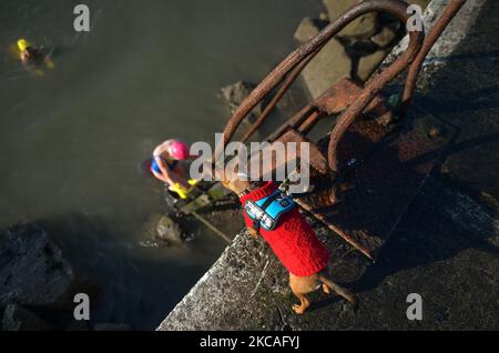 Ein Hund beobachtet Schwimmer, die beim Half Moon Swimming and Water Polo Club, der sich an der Great South Wall in Dublin befindet, während der Covid-19-Sperre auf Stufe 5 aus dem Meer kommen. Am Sonntag, den 7. März 2021, in Dublin, Irland. (Foto von Artur Widak/NurPhoto) Stockfoto