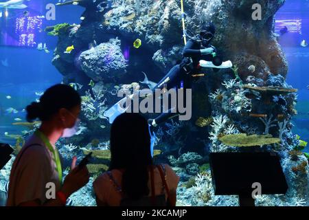 Am 11. März 2021 reinigt ein Aquarianer das Gehege der Meeresbewohner im S.E.A. Aquarium im Resorts World Sentosa in Singapur. (Foto von Suhaimi Abdullah/NurPhoto) Stockfoto