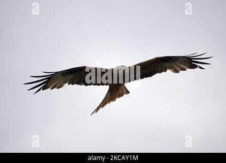 Roter Drachen (Milvus milvus) auf dem Flug von Chiltern Hills Population, Buckinghamshire, Großbritannien Stockfoto