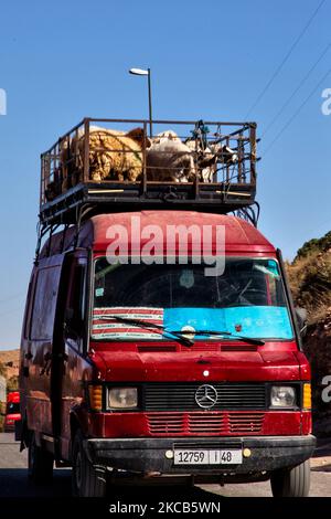 Der Mensch fährt einen Transporter mit Schafen und Ziegen, die am Dach in der Nähe des kleinen Dorfes Tinghir im Hohen Atlas in Marokko, Afrika, gebunden sind. (Foto von Creative Touch Imaging Ltd./NurPhoto) Stockfoto