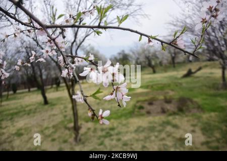 Badamwari-Garten in voller Blüte in Srinagar, indisch verwaltet Kaschmir am 21. März 2021. Der Garten Badamwer voller Mandelbäume ist in voller Blüte und wurde für Einheimische und Touristen geöffnet. (Foto von Muzamil Mattoo/NurPhoto) Stockfoto