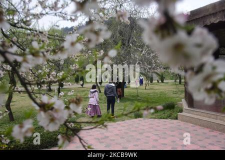 Am 21. März 2021 gehen Menschen in den Badamwari-Garten in Srinagar, dem von Indien verwalteten Kaschmir. Der Garten Badamwer voller Mandelbäume ist in voller Blüte und wurde für Einheimische und Touristen geöffnet. (Foto von Muzamil Mattoo/NurPhoto) Stockfoto