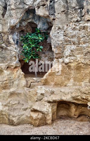 Baum, der in der Nähe des Eingangs zu den Herkules-Höhlen (Grottes d'Hercule) in Tanger (Tanger), Marokko, Afrika wächst. Die Höhlen von Herkules sind ein archäologischer Höhlenkomplex in Cape Spartel, Marokko. Die Legende besagt, dass der römische Gott Herkules in dieser Höhle blieb und schlief, bevor er seine 11.-jährige Arbeit verrichten konnte (eine der 12 Arbeiten, die König Eurystheus von Tiryns ihm gegeben hatte), die goldene Äpfel aus dem Hesperides-Garten holen sollte. (Foto von Creative Touch Imaging Ltd./NurPhoto) Stockfoto
