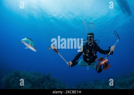 Invasiver Löwenfisch auf den Cayman-Inseln. Stockfoto