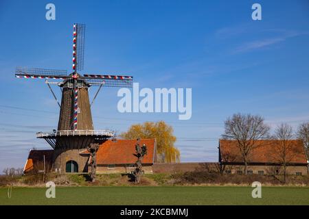 De Hompesche Molen während eines Tages mit blauem Himmel im Frühling. Die 300 Jahre alte Getreidemühle, nationales Denkmal in den Niederlanden, die höchste Turmwindmühle in Limburg in der Nähe von Stevensweert Dorf und Maas oder Maas Fluss. Die Mühle befindet sich in einem Naturschutzgebiet, ideal zum Wandern oder Radfahren. Stevensweert, Niederlande am 20. März 2021 (Foto von Nicolas Economou/NurPhoto) Stockfoto