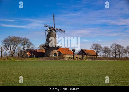 De Hompesche Molen während eines Tages mit blauem Himmel im Frühling. Die 300 Jahre alte Getreidemühle, nationales Denkmal in den Niederlanden, die höchste Turmwindmühle in Limburg in der Nähe von Stevensweert Dorf und Maas oder Maas Fluss. Die Mühle befindet sich in einem Naturschutzgebiet, ideal zum Wandern oder Radfahren. Stevensweert, Niederlande am 20. März 2021 (Foto von Nicolas Economou/NurPhoto) Stockfoto