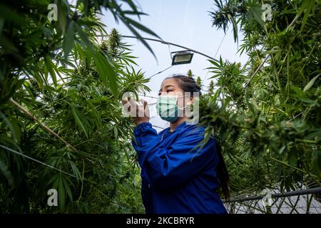 Am 26. März 2021 in Bangkok, Thailand, kürzen thailändische Gewächshaus-Arbeiter beschädigte Marihuanablätter und pflegen Pflanzen in den Gewächshauseinrichtungen einer Farm. Cannabis wird in diesem sozialen Unternehmen unter Aufsicht der thailändischen Regierung angebaut. Thailand ist dabei, Cannabis und seine Derivate zu legalisieren, in der Hoffnung, ein globales Zentrum für medizinisches Marihuana zu werden. Die Regierung ist nun diejenigen, die sich für den Anbau der Ernte bewerben, sofern sie die FDA-Vorschriften einhalten. (Foto von Thomas De Cian/NurPhoto) Stockfoto