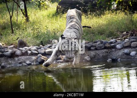 Ein weißer Tiger ist vor einem Teich eines Zoos in Kalkutta, Indien, zu sehen, 30. März 2021. Die Stadt hat laut einer indischen Meteorologischen Abteilung von Kalkutta eine maximale Temperatur von 38 Grad Celsius und eine Mindesttemperatur von 29 Grad Celsius mit einer Luftfeuchtigkeit von 81 Prozent. (Foto von Indranil Aditya/NurPhoto) Stockfoto