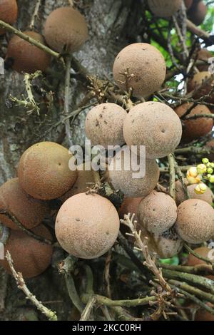 Früchte wachsen auf einem Cannonball-Baum (Couroupita guianensis) im Royal Botanical Gardens in Peradeniya, Sri Lanka. Der Royal Botanical Gardens liegt westlich der Stadt Kandy und zieht jährlich 2 Millionen Besucher an. (Foto von Creative Touch Imaging Ltd./NurPhoto) Stockfoto