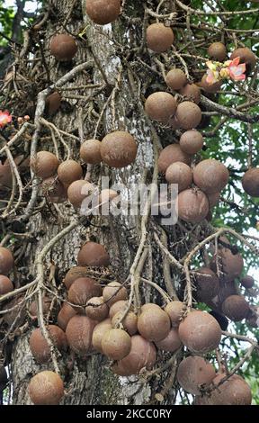 Früchte wachsen auf einem Cannonball-Baum (Couroupita guianensis) im Royal Botanical Gardens in Peradeniya, Sri Lanka. Der Royal Botanical Gardens liegt westlich der Stadt Kandy und zieht jährlich 2 Millionen Besucher an. (Foto von Creative Touch Imaging Ltd./NurPhoto) Stockfoto