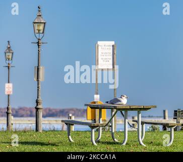 Große Möwe sitzt auf einem Picknicktisch in Sag Harbor Stockfoto