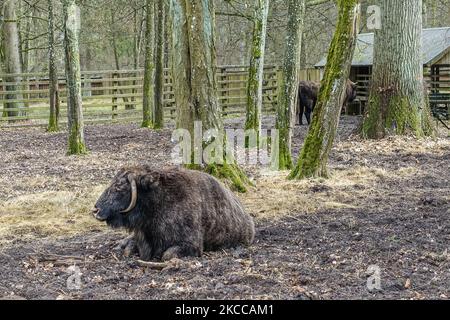 Zubron - eine Mischung aus Hausrindern und Weisheiten wird in Bialowieza, Polen, am 3. April 2021 gesehen European Bison Show Reserve im Bialoweski National Park (Rezerwat Pokazowy Zubrów) ist ein Wildreservat mit Wanderwegen und Möglichkeiten, Bisons, Wölfe und Elche in natürlichen Lebensraum zu sehen. (Foto von Michal Fludra/NurPhoto) Stockfoto