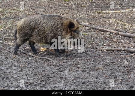 Wildschwein (Sus scrofa) wird am 3. April 2021 in Bialowieza, Polen, gesehen.das Europäische Bison-Show-Reservat im Bialowieski-Nationalpark (Rezerwat Pokazowy Zubrów) ist ein Wildreservat mit Wanderwegen und Möglichkeiten, Bisons, Wölfe und Elche in natürlicher Umgebung zu sehen. (Foto von Michal Fludra/NurPhoto) Stockfoto