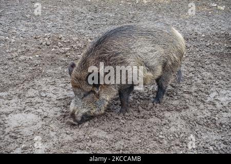 Wildschwein (Sus scrofa) wird am 3. April 2021 in Bialowieza, Polen, gesehen.das Europäische Bison-Show-Reservat im Bialowieski-Nationalpark (Rezerwat Pokazowy Zubrów) ist ein Wildreservat mit Wanderwegen und Möglichkeiten, Bisons, Wölfe und Elche in natürlicher Umgebung zu sehen. (Foto von Michal Fludra/NurPhoto) Stockfoto