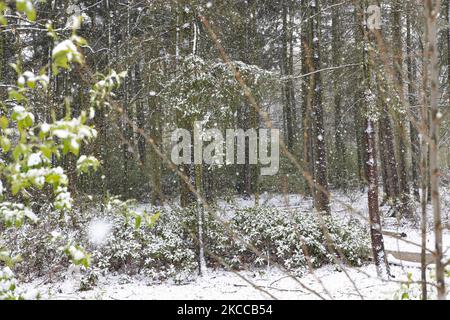 Nahaufnahme von schneebedeckten Ästen. Die Niederlande wachen nach einem intensiven morgendlichen Schneefall, einem bizarren Ereignis im April, mit Schnee bedeckt auf. Der zweite Tag mit niedrigen Temperaturen und Schneefall in den Niederlanden nach dem „Weißen Ostermontag“ mit einem deutlichen Temperaturabfall, der nach Angaben der niederländischen Meteorologischen Agentur KNMI den Gefrierpunkt erreicht hat und den Ostermontag zu einem der kältesten Tage aller Zeiten mit niedrigen Temperaturen macht. Zusätzlich zu Schnee, Hagel und hoher Geschwindigkeit kam es zu starkem eisgekühlten Wind. Die KNMI hat eine gelbe Code-Wetterwarnung für Montag Abend herausgegeben, dass es sein wird Stockfoto