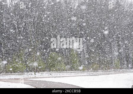 Die Niederlande wachen nach einem intensiven morgendlichen Schneefall, einem bizarren Ereignis im April, mit Schnee bedeckt auf. Der zweite Tag mit niedrigen Temperaturen und Schneefall in den Niederlanden nach dem „Weißen Ostermontag“ mit einem deutlichen Temperaturabfall, der nach Angaben der niederländischen Meteorologischen Agentur KNMI den Gefrierpunkt erreicht hat und den Ostermontag zu einem der kältesten Tage aller Zeiten mit niedrigen Temperaturen macht. Zusätzlich zu Schnee, Hagel und hoher Geschwindigkeit kam es zu starkem eisgekühlten Wind. Die KNMI hat eine gelbe Wetterwarnung für Montag Abend herausgegeben, die besagt, dass es starke Winde und rutschige Bedingungen auf dem geben wird Stockfoto