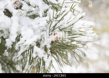 Nahaufnahme von mit Schnee bedeckten Kiefernästen. Die Niederlande wachen nach einem intensiven morgendlichen Schneefall, einem bizarren Ereignis im April, mit Schnee bedeckt auf. Der zweite Tag mit niedrigen Temperaturen und Schneefall in den Niederlanden nach dem „Weißen Ostermontag“ mit einem deutlichen Temperaturabfall, der nach Angaben der niederländischen Meteorologischen Agentur KNMI den Gefrierpunkt erreicht hat und den Ostermontag zu einem der kältesten Tage aller Zeiten mit niedrigen Temperaturen macht. Zusätzlich zu Schnee, Hagel und hoher Geschwindigkeit kam es zu starkem eisgekühlten Wind. Die KNMI hat eine Code gelbe Wetterwarnung für Montag Abend ausgegeben, sagen, es wi Stockfoto