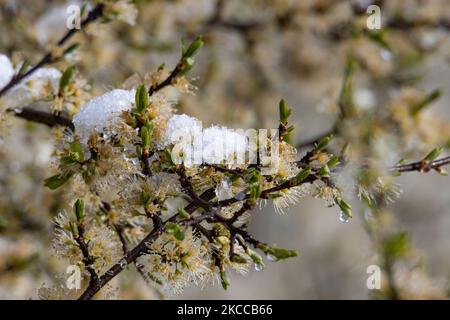 Nahaufnahme von schneebedeckten Ästen. Die Niederlande wachen nach einem intensiven morgendlichen Schneefall, einem bizarren Ereignis im April, mit Schnee bedeckt auf. Der zweite Tag mit niedrigen Temperaturen und Schneefall in den Niederlanden nach dem „Weißen Ostermontag“ mit einem deutlichen Temperaturabfall, der nach Angaben der niederländischen Meteorologischen Agentur KNMI den Gefrierpunkt erreicht hat und den Ostermontag zu einem der kältesten Tage aller Zeiten mit niedrigen Temperaturen macht. Zusätzlich zu Schnee, Hagel und hoher Geschwindigkeit kam es zu starkem eisgekühlten Wind. Die KNMI hat eine gelbe Code-Wetterwarnung für Montag Abend herausgegeben, dass es sein wird Stockfoto