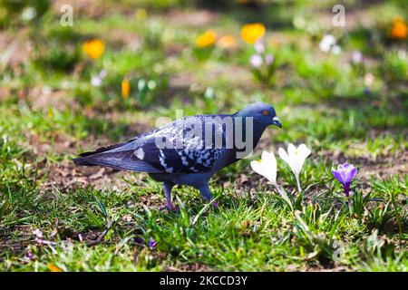 Eine Taube wandert am 1.. April 2021 in Krakau, Polen, durch blühende Blumen. (Foto von Beata Zawrzel/NurPhoto) Stockfoto