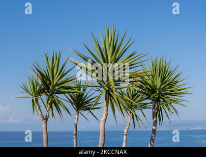 Palmen gegen blauen Himmel am sonnigen Sommertag, Kalabrien Küste Stockfoto