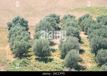 Grüne Olivenbäume Ackerland, landwirtschaftliche Landschaft mit Olivenpflanzen zwischen Hügeln, Olivenhain Garten, große landwirtschaftliche Flächen Olivenbäume Stockfoto